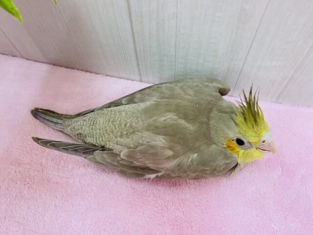 オカメインコ