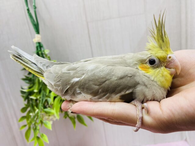 オカメインコ