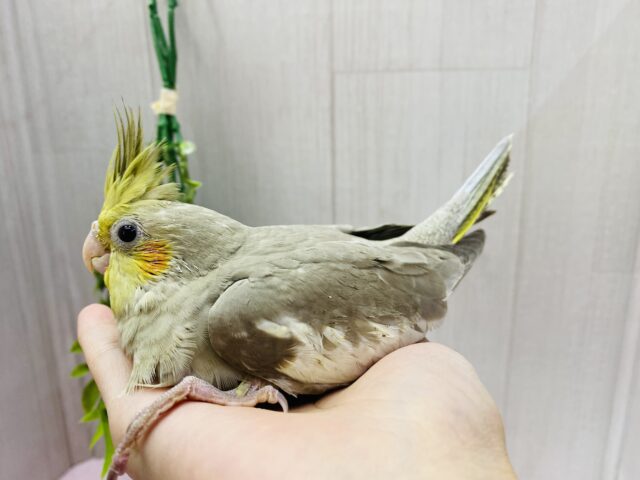 オカメインコ