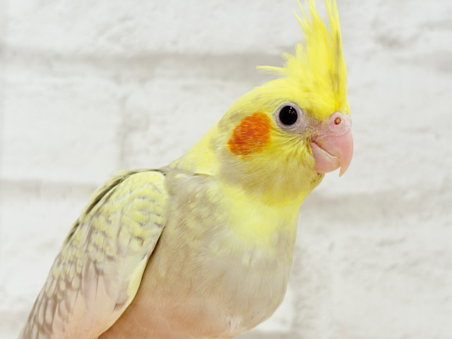 【最新画像更新🪄】背中のパール模様が魅力的🐣🫧オカメインコ(シナモンパールパイド) ヒナ 【最新画像更新🪄】背中のパール模様が魅力的🐣🫧オカメインコ(シナモンパールパイド) ヒナ