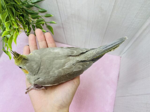 オカメインコ
