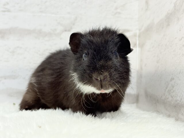 テディモルモット