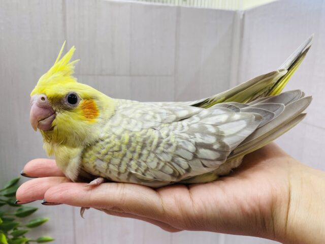 オカメインコ