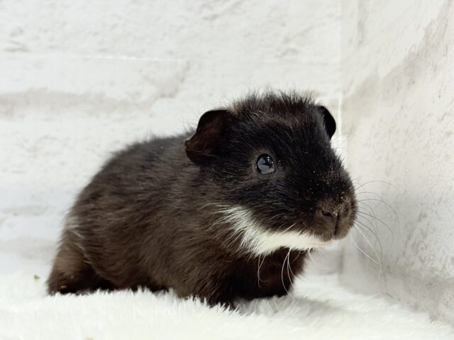 テディモルモット