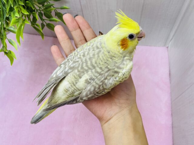 オカメインコ