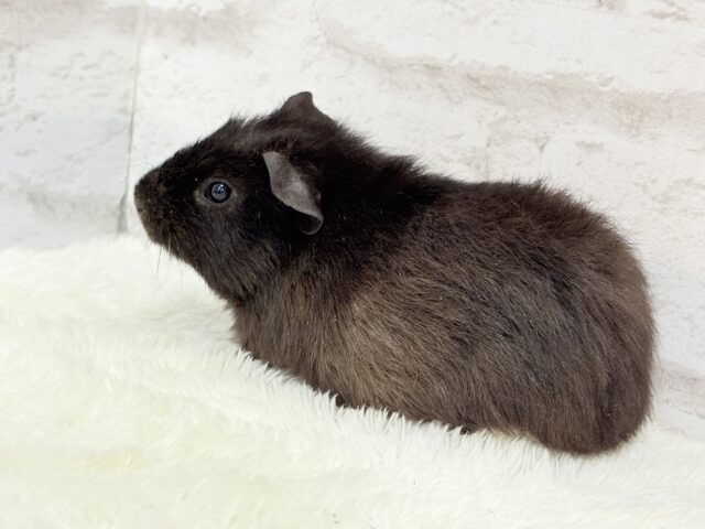 テディモルモット