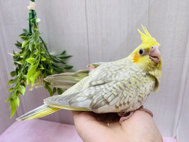 オカメインコ