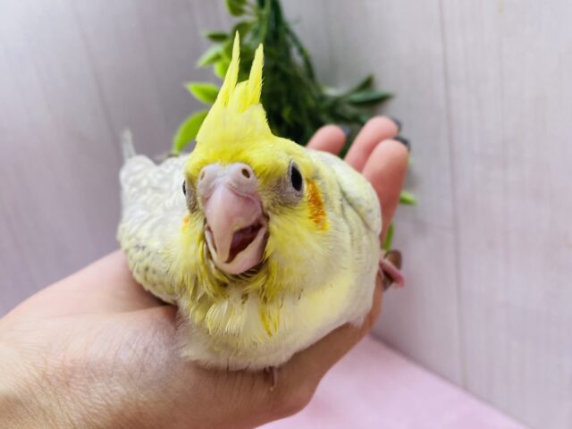 オカメインコ