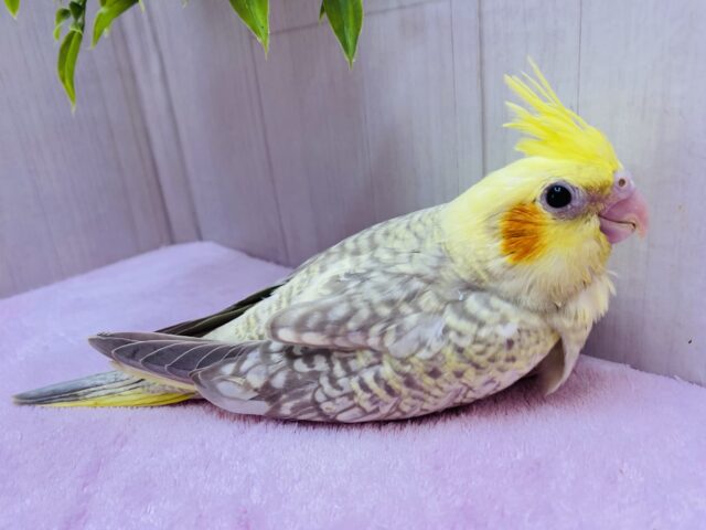 オカメインコ