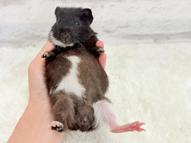 テディモルモット