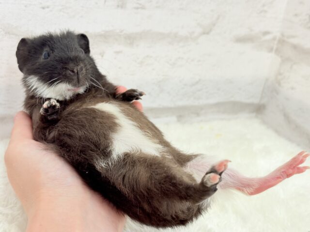 テディモルモット