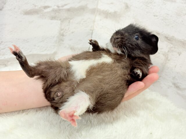 テディモルモット