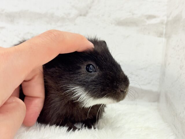 テディモルモット