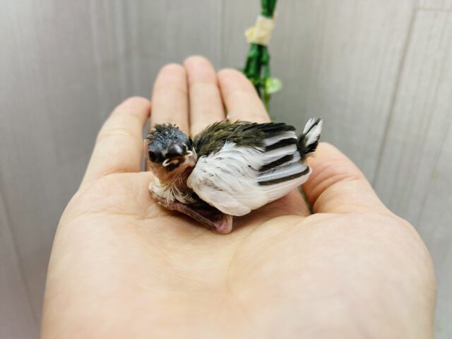 十姉妹（ジュウシマツ）