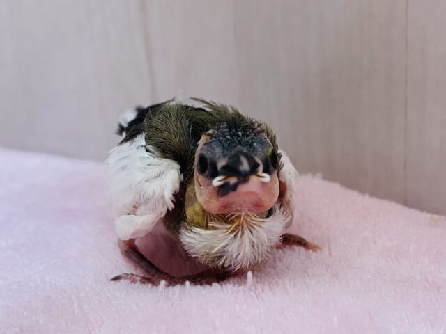 十姉妹（ジュウシマツ）