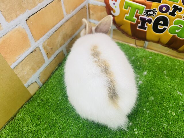 ネザーランドドワーフ