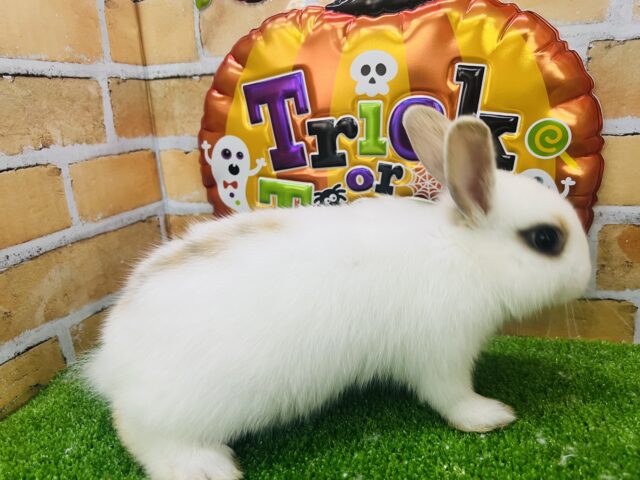 ネザーランドドワーフ