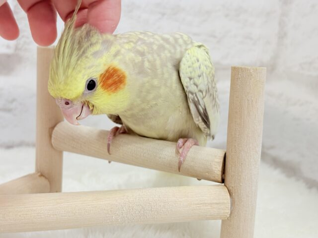 オカメインコ