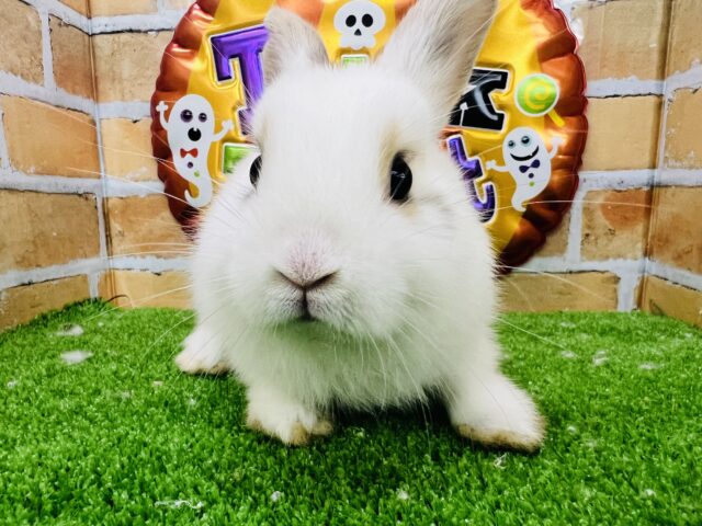 ネザーランドドワーフ