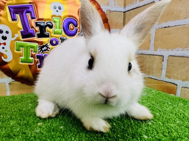 ２つの顔🎭♡優しいカラーのネザーランドドワーフラビットの女の子♡