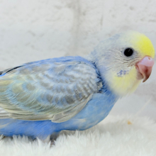 【最新画像更新🪄】まんまるおめめに吸い込まれちゃうっ🐣🫧セキセイインコ(パステルレインボー) ヒナ