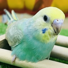 10/8更新もちもち♡グリーン🍏セキセイインコのレインボーの雛💚