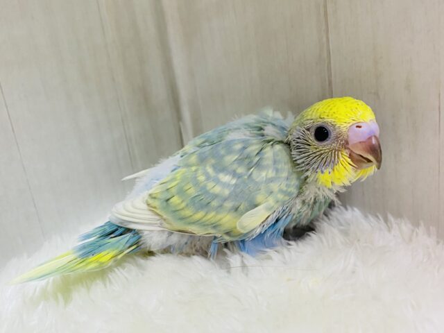 色とりどりのオシャレさん💙🩶セキセイインコのパステルカラーレインボー🌟