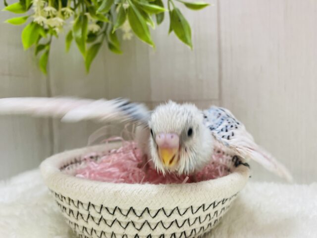 セキセイインコ