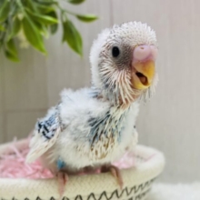 わちゃわちゃ〜賑やかすぎますッ✨✨セキセイインコのパイド🩵🪽