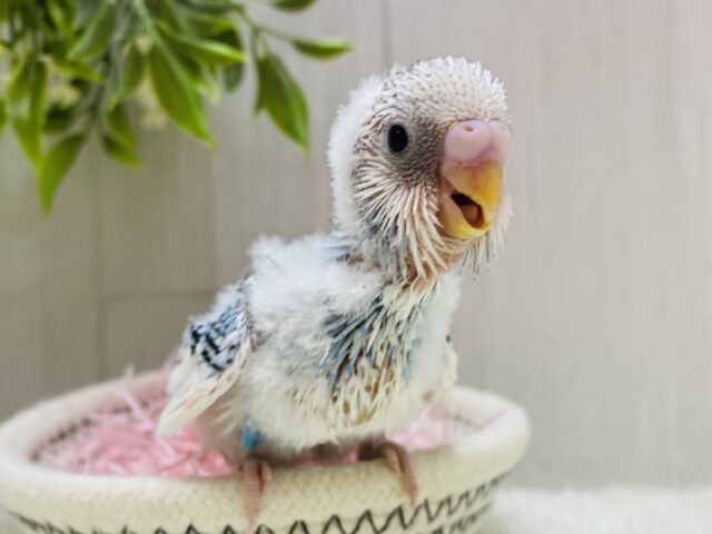 わちゃわちゃ〜賑やかすぎますッ✨✨セキセイインコのパイド🩵🪽