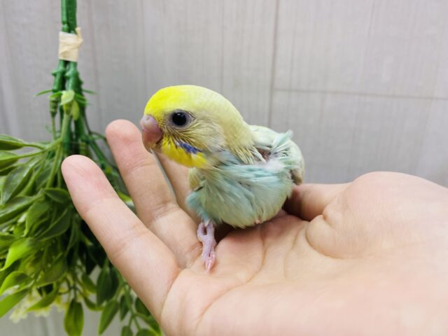 セキセイインコ