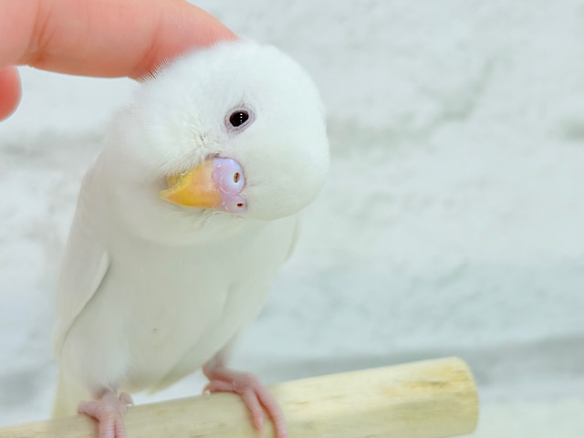 【動画更新🪄ひとり餌になりました‪☆】ピュアピュアホワイト🤍セキセイインコ(アルビノ) ヒナ