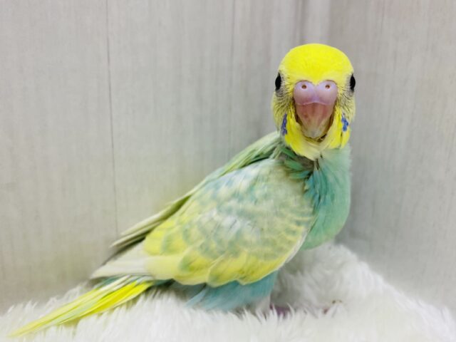 ✨おすまし顔が得意なんです♪エメラルドグリーンの素敵なセキセイインコ（パステルカラーレインボー）💚