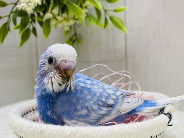 キュルキュルおめめの美鳥さん💖セキセイインコのスパングル！！