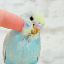 【最新画像更新🪄】個性的で魅力的🧚‍♀️🫧セキセイインコ(パステルレインボースパングル) ヒナ