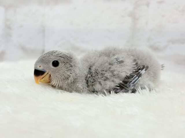 【最新画像更新🪄】あざと可愛い🐣💖コザクラインコ(モーブ) ヒナ コザクラインコ(小桜インコ)