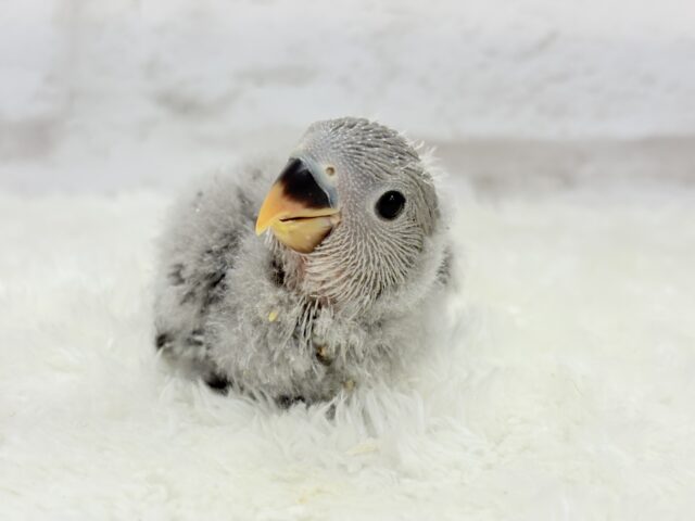 【最新画像更新🪄】あざと可愛い🐣💖コザクラインコ(モーブ) ヒナ コザクラインコ(小桜インコ)