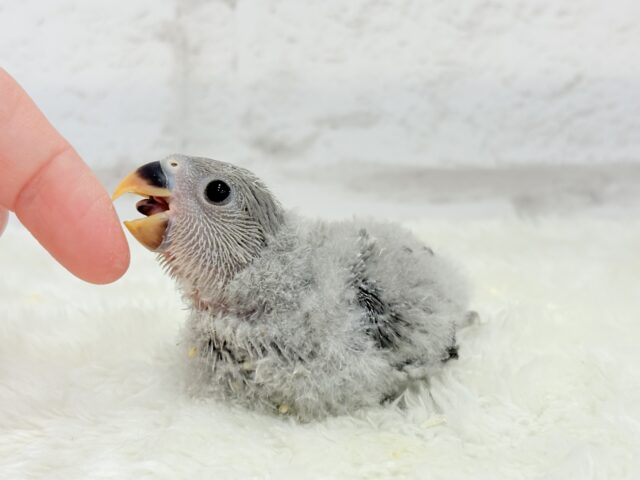 【最新画像更新🪄】あざと可愛い🐣💖コザクラインコ(モーブ) ヒナ コザクラインコ(小桜インコ)