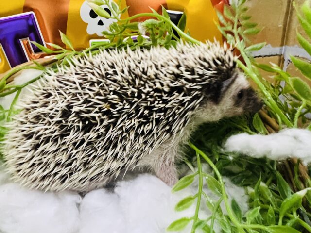 ハリネズミ（ヨツユビハリネズミ）