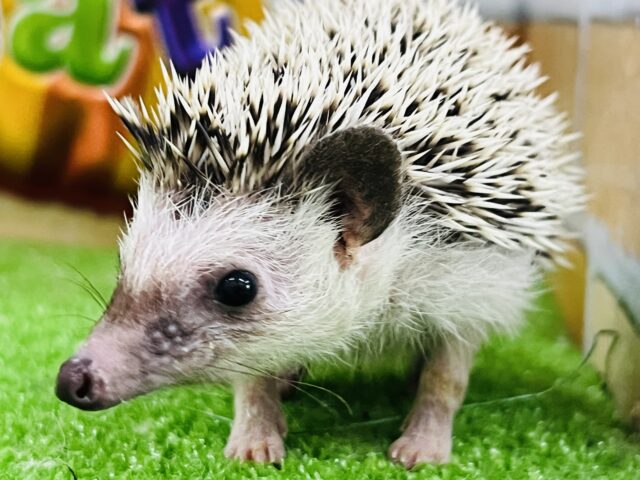 ハリネズミ（ヨツユビハリネズミ）