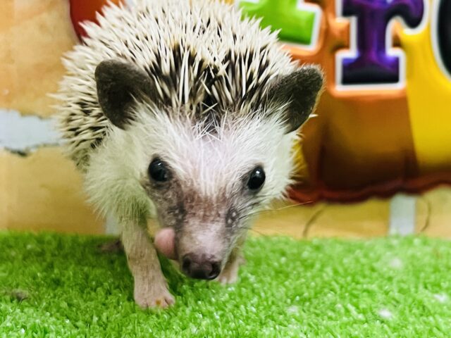 🦔チクチクいがぐりちゃん🌰ハリネズミの女の子入舎しました! ハリネズミ(ヨツユビハリネズミ)