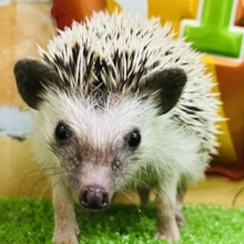 🦔チクチクいがぐりちゃん🌰ハリネズミの女の子入舎しました！