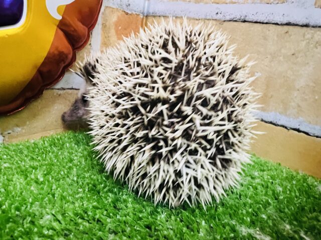 ハリネズミ（ヨツユビハリネズミ）