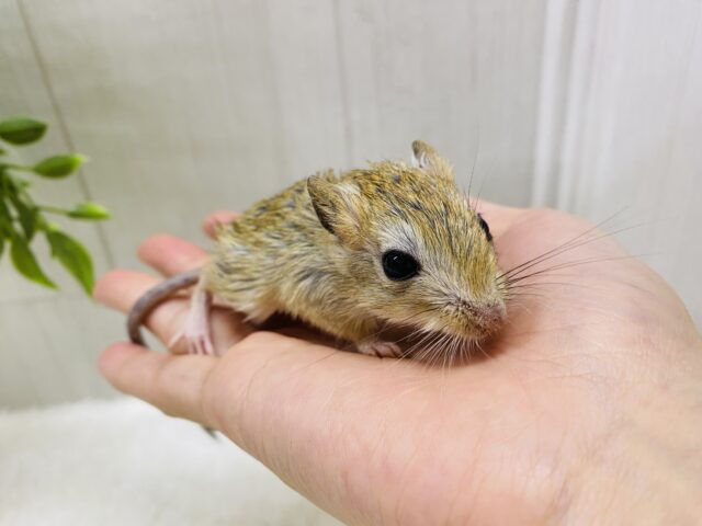 ジャイアントジャービル（オオスナネズミ）