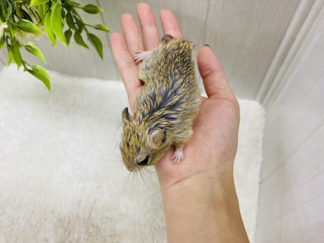 ジャイアントジャービル（オオスナネズミ）