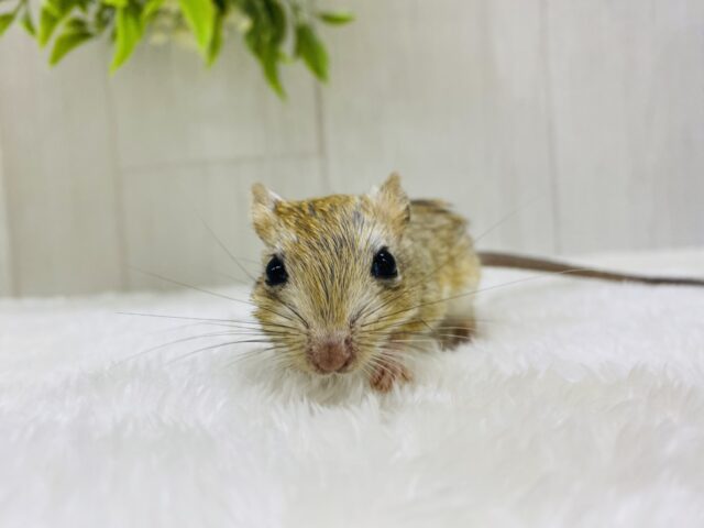 ジャイアントジャービル（オオスナネズミ）