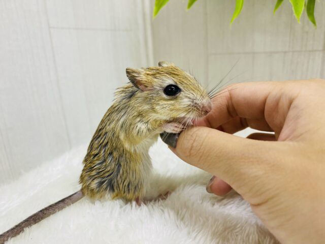 ジャイアントジャービル（オオスナネズミ）