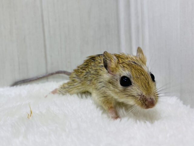 ジャイアントジャービル（オオスナネズミ）