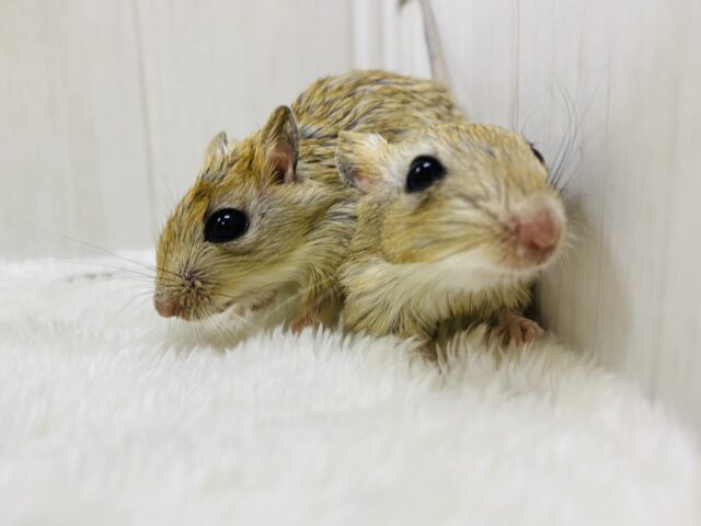 ジャイアントジャービル（オオスナネズミ）