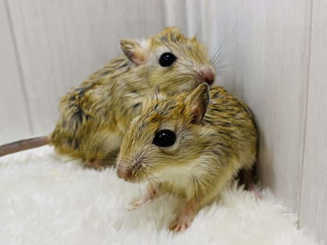 ジャイアントジャービル（オオスナネズミ）